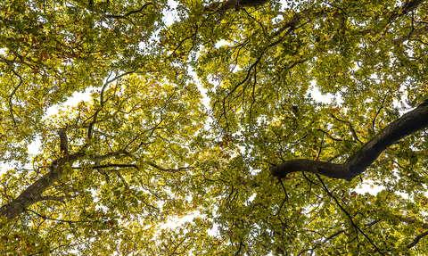 Ancient Woodland Inventory (AWI) Update Project | Cornwall